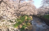 Cherry Blossoms